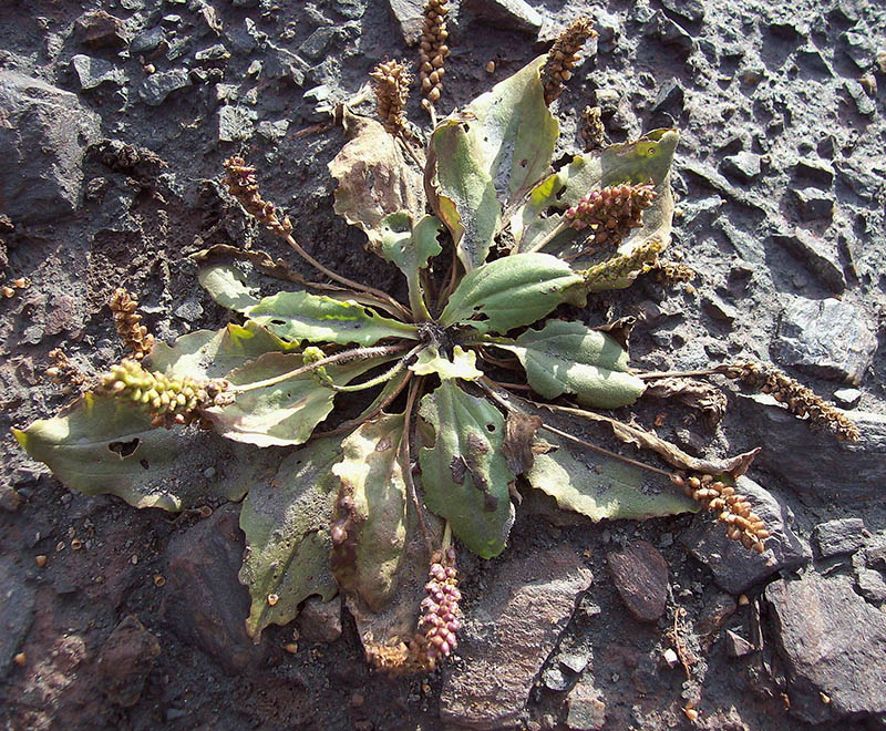 Изображение особи Plantago uliginosa.