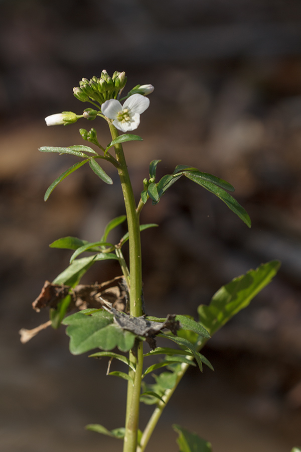 Изображение особи Cardamine seidlitziana.