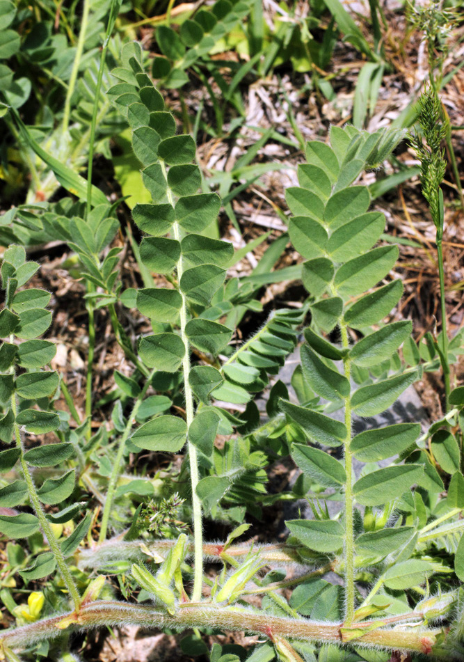 Изображение особи Astragalus amygdalinus.