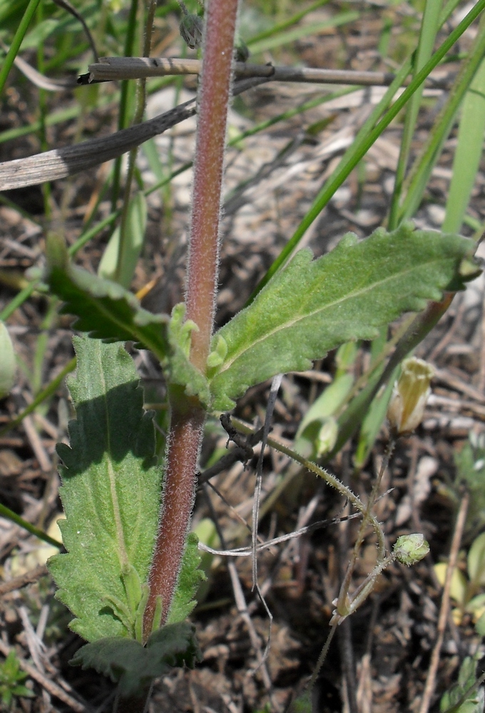 Image of Veronica prostrata specimen.