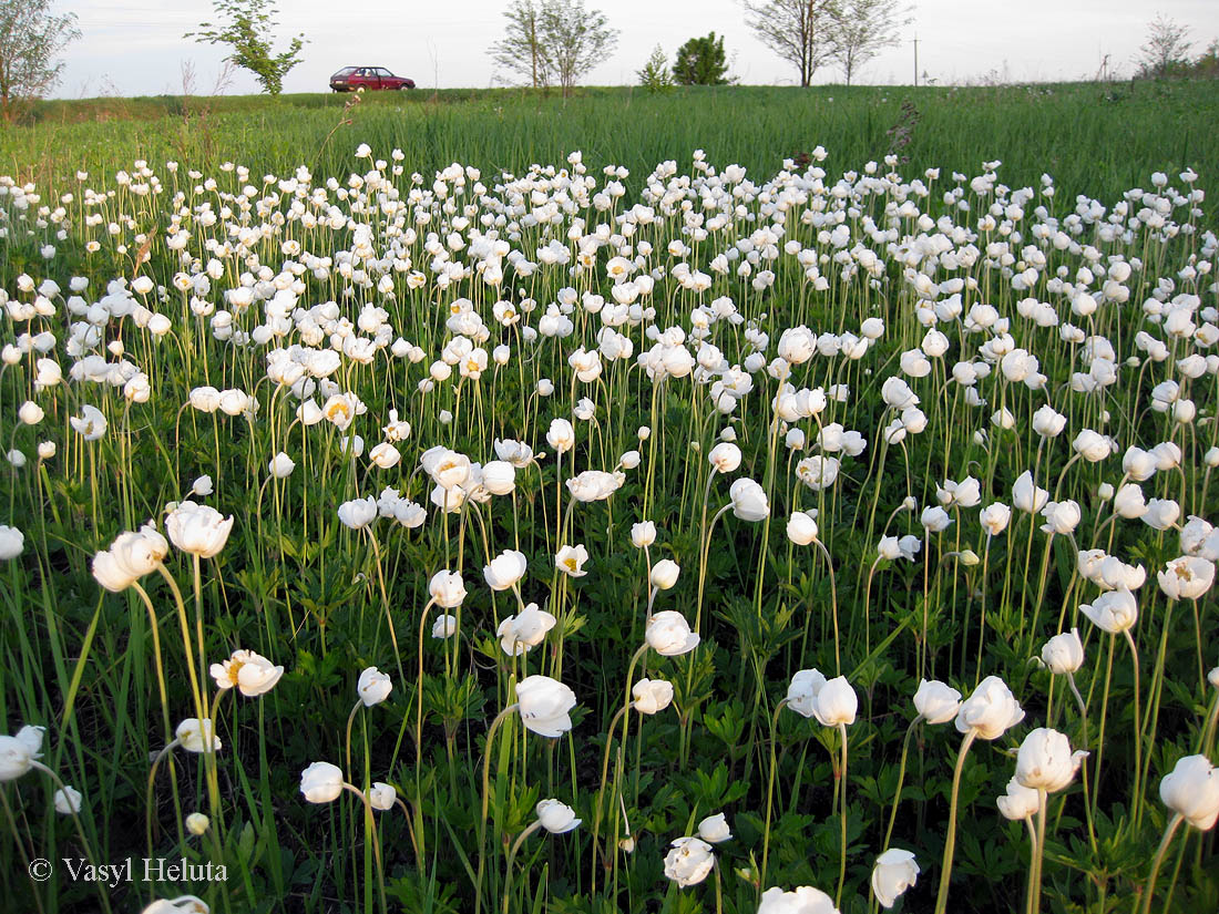 Изображение особи Anemone sylvestris.