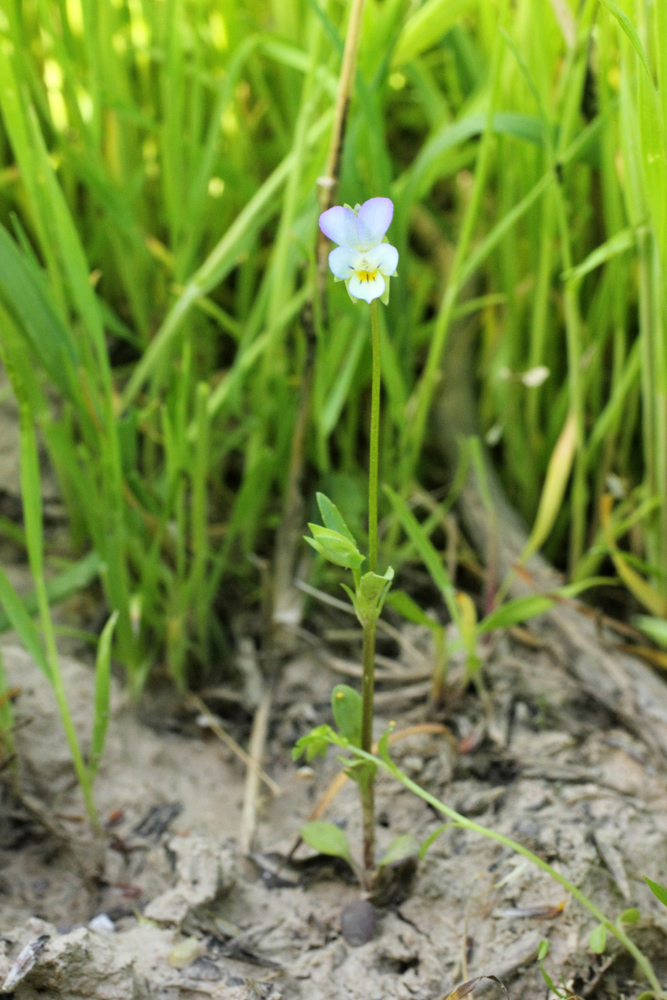 Image of Viola occulta specimen.