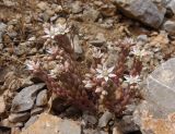 Sedum hispanicum