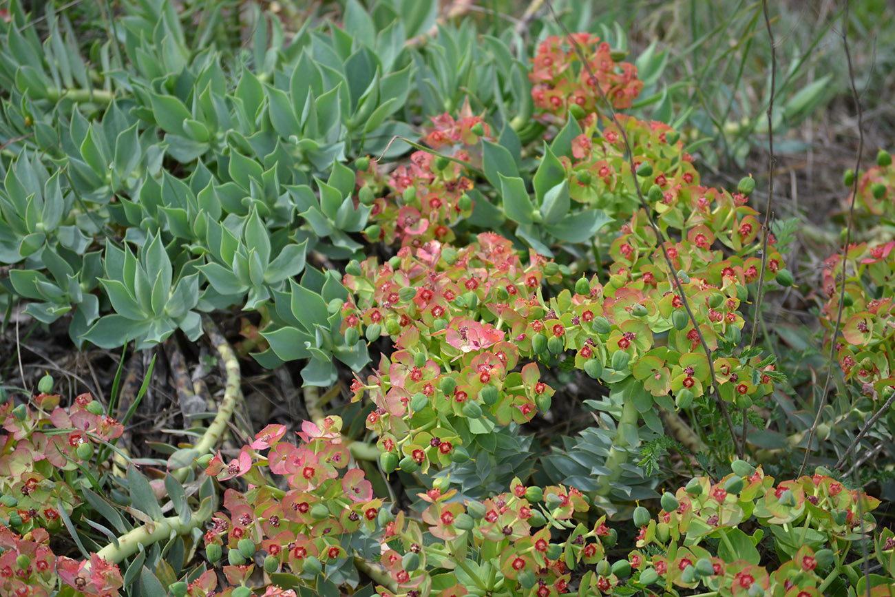 Изображение особи Euphorbia myrsinites.