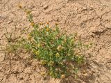 Calendula tripterocarpa