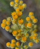 Helichrysum arenarium