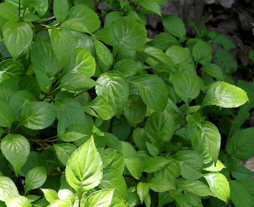 Image of Helwingia japonica specimen.