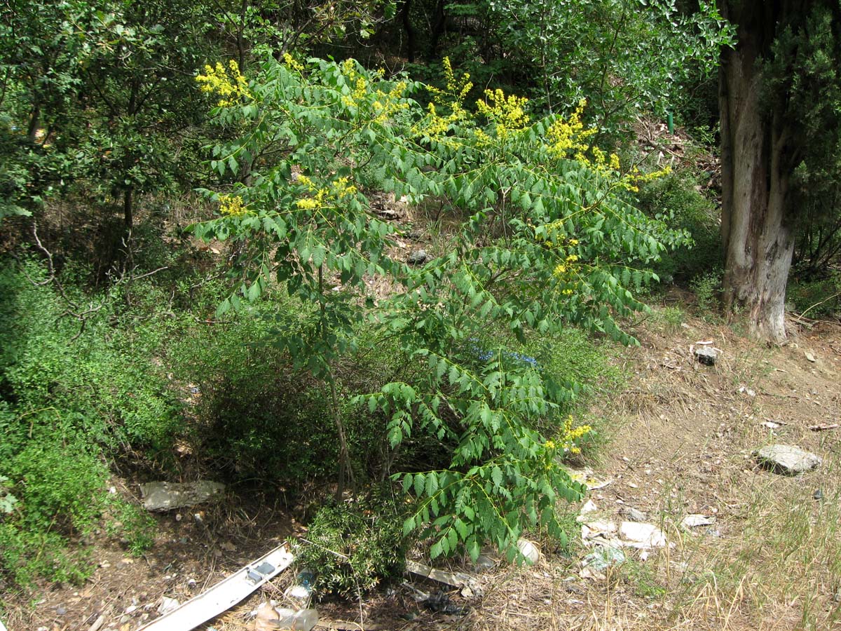 Image of Koelreuteria paniculata specimen.