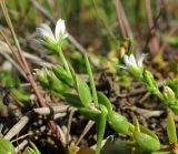 Stellaria humifusa. Верхушка побега с цветками. Архангельская обл., Приморский р-н, окр. дер. Солза, побережье Белого моря. 08.07.2013.