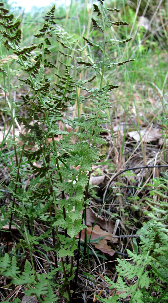 Image of Cystopteris dickieana specimen.