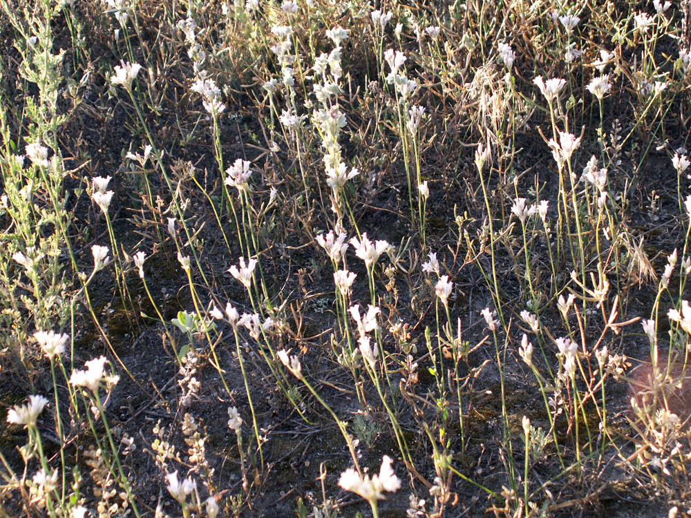 Image of Allium korolkowii specimen.