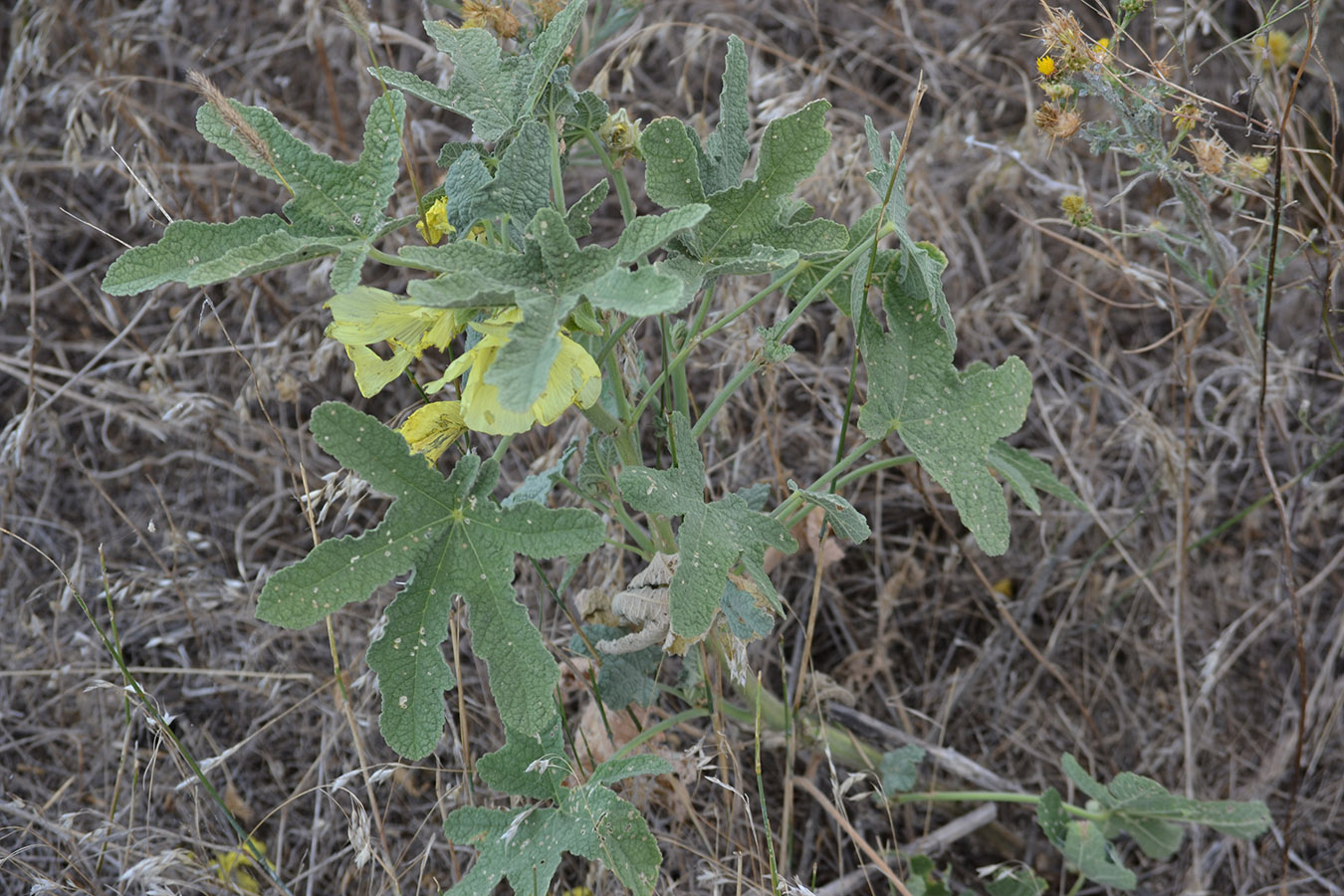 Изображение особи Alcea rugosa.