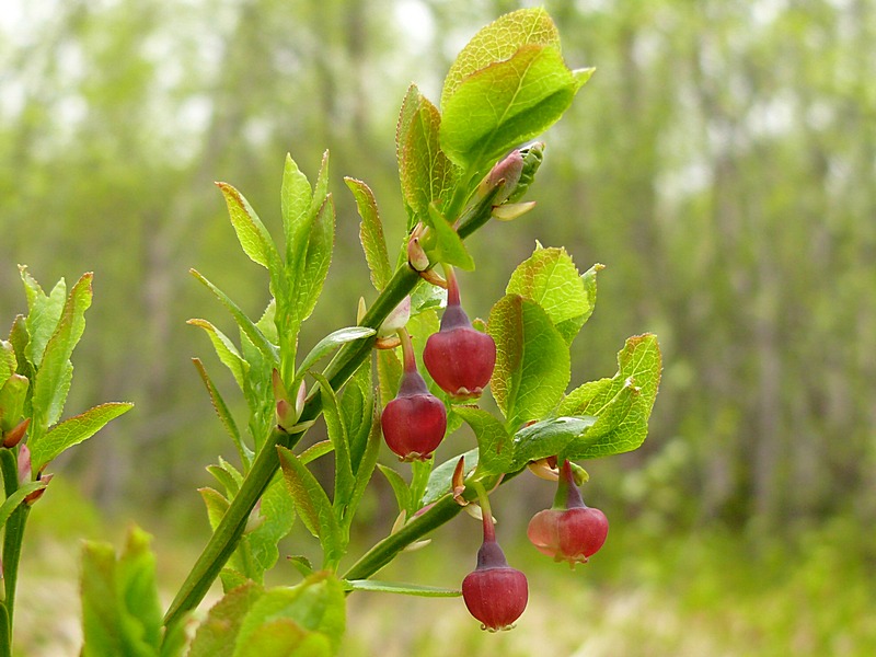 Image of Vaccinium myrtillus specimen.