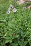 Astrantia major. Цветущее растение. Словения, Триглавский национальный парк, окр. пос. Стара-Фужина, луг. 23.07.2013.