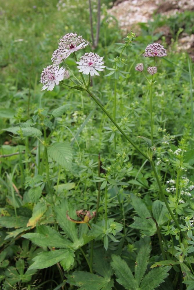 Image of Astrantia major specimen.