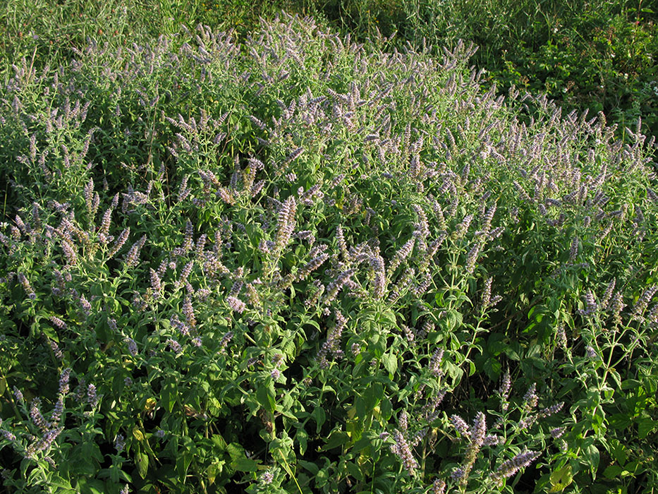 Изображение особи Mentha longifolia.