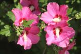 Hibiscus syriacus. Цветки на верхушках побегов с цветочными бутонами. Черноморское побережье Кавказа, г. Новороссийск, в культуре. 28 июля 2013 г.