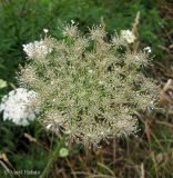 Daucus carota