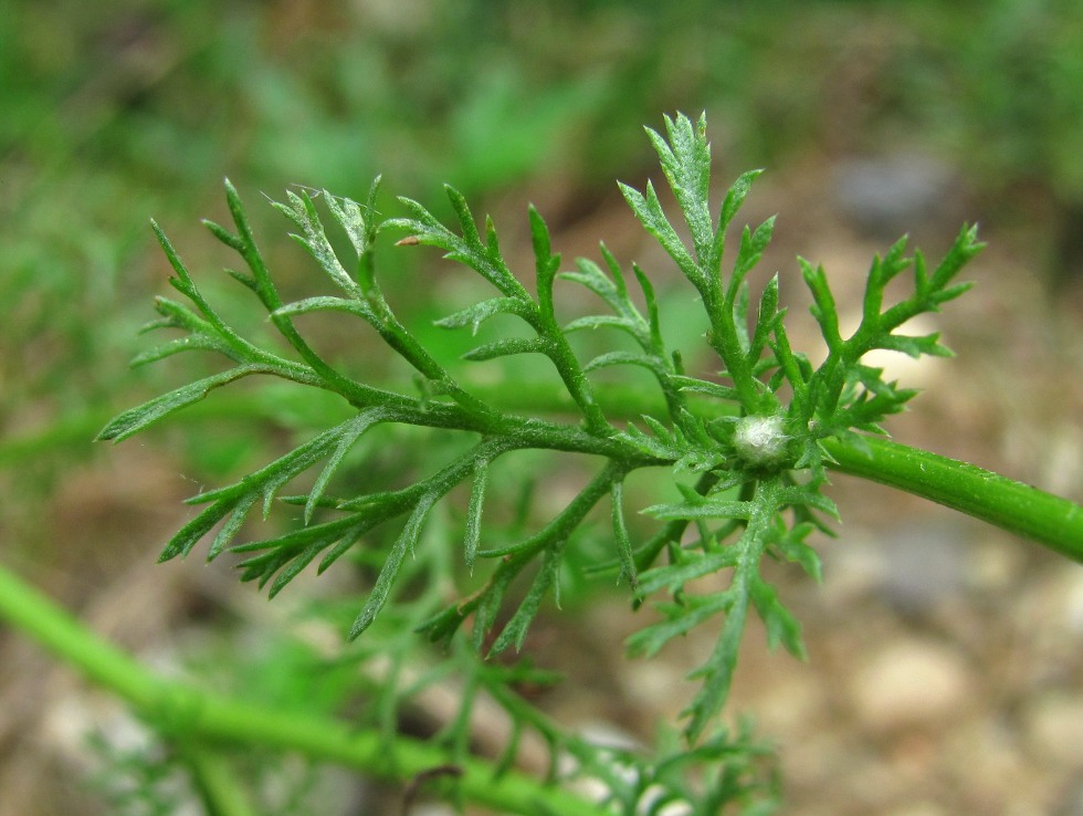 Image of Anthemis cotula specimen.
