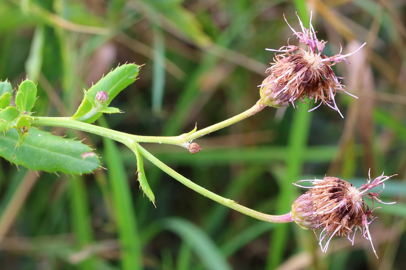 Изображение особи Cirsium setosum.