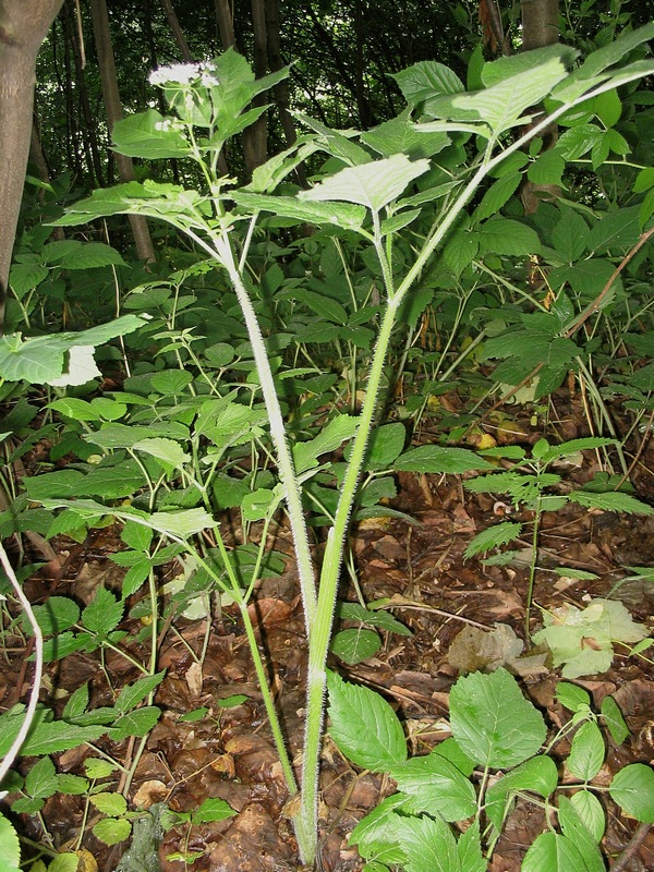 Image of Chaerophyllum aromaticum specimen.