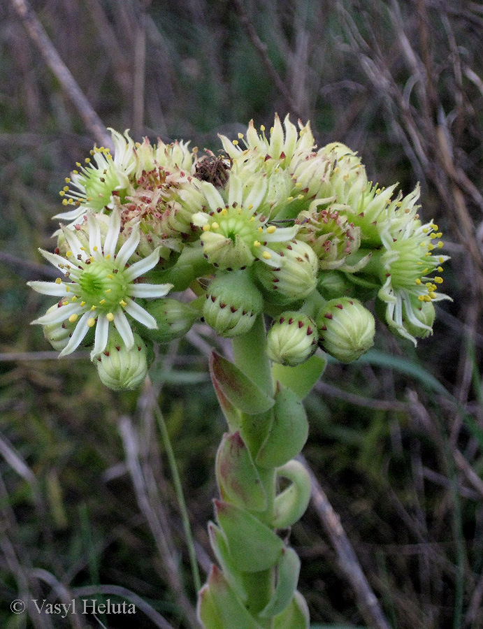 Изображение особи род Sempervivum.