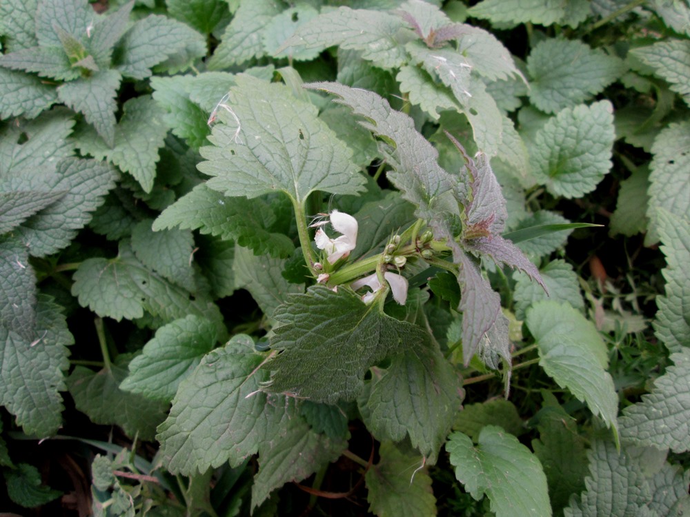 Изображение особи Lamium album.