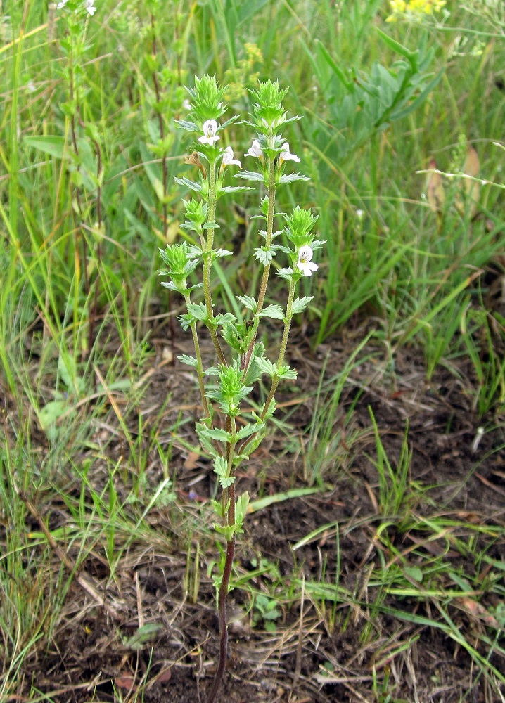 Изображение особи род Euphrasia.