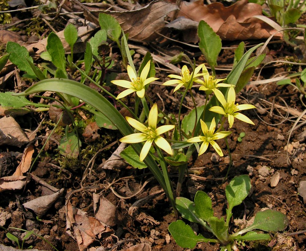 Image of Gagea nakaiana specimen.