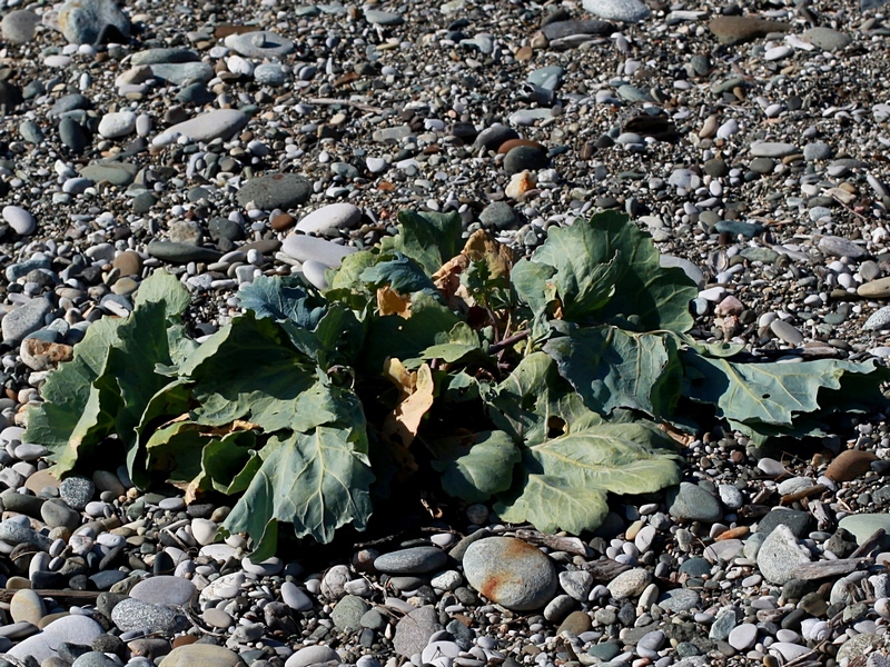 Image of Crambe maritima specimen.