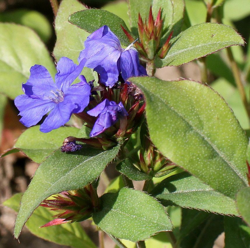 Image of Ceratostigma plumbaginoides specimen.