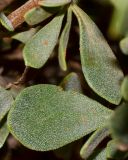 Globularia arabica