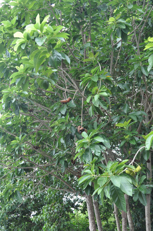 Image of Sterculia guttata specimen.