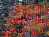 Rhus typhina