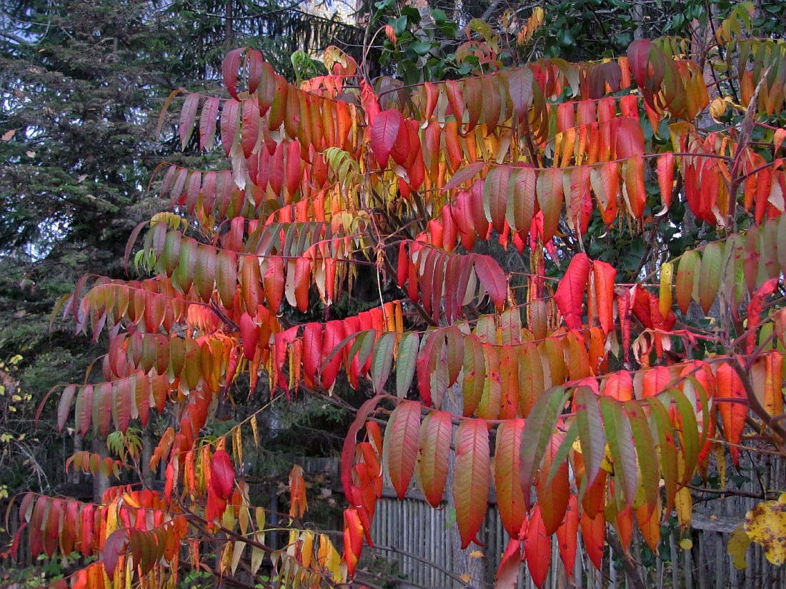 Image of Rhus typhina specimen.