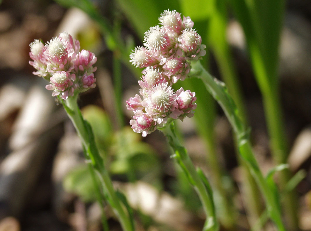 Изображение особи Antennaria dioica.