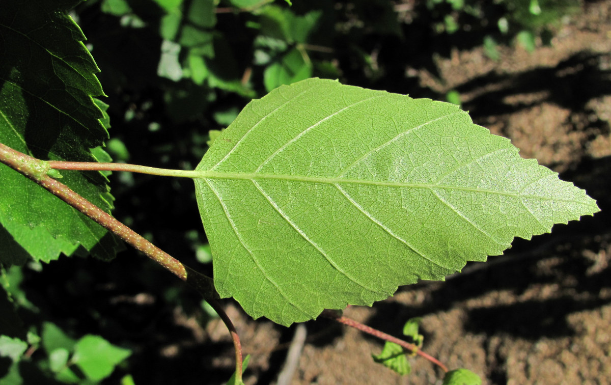 Image of Betula pendula specimen.