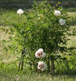 Paeonia suffruticosa