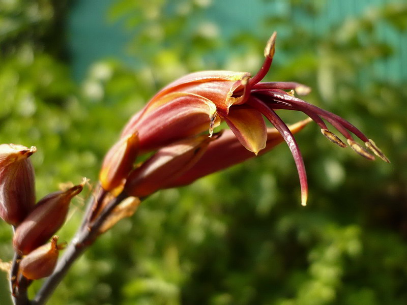 Image of Phormium tenax specimen.