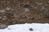 Colchicum luteum