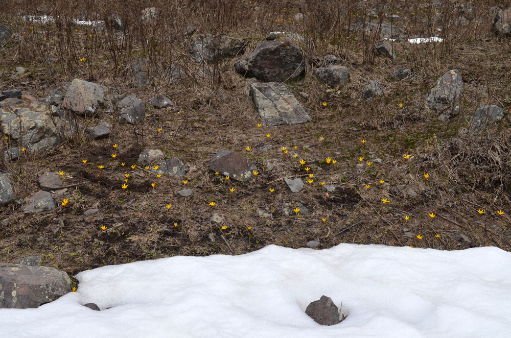 Изображение особи Colchicum luteum.