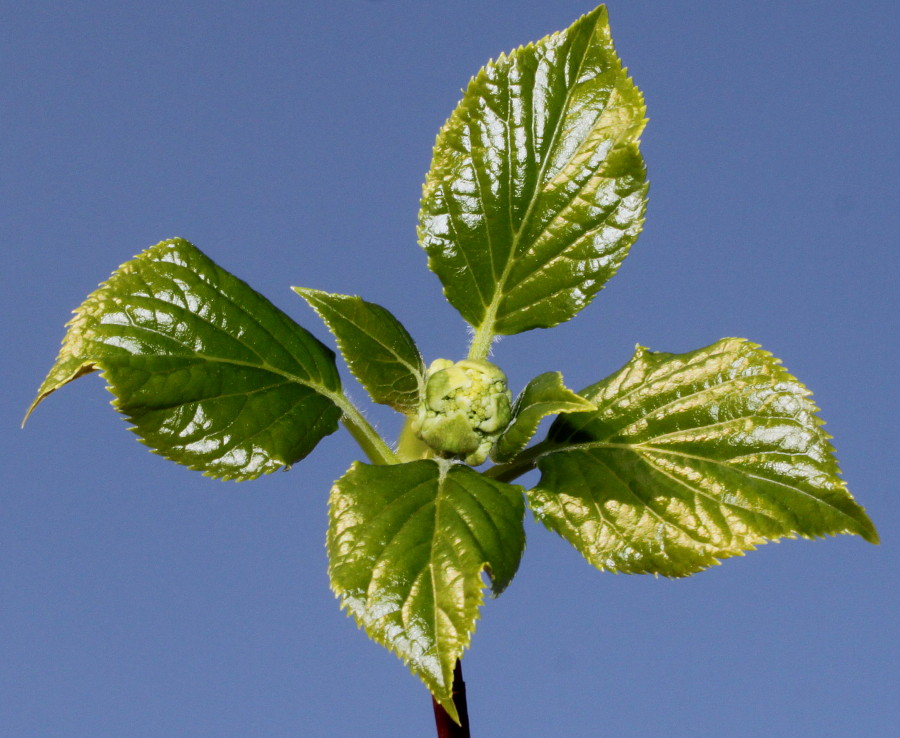 Image of Hydrangea petiolaris specimen.