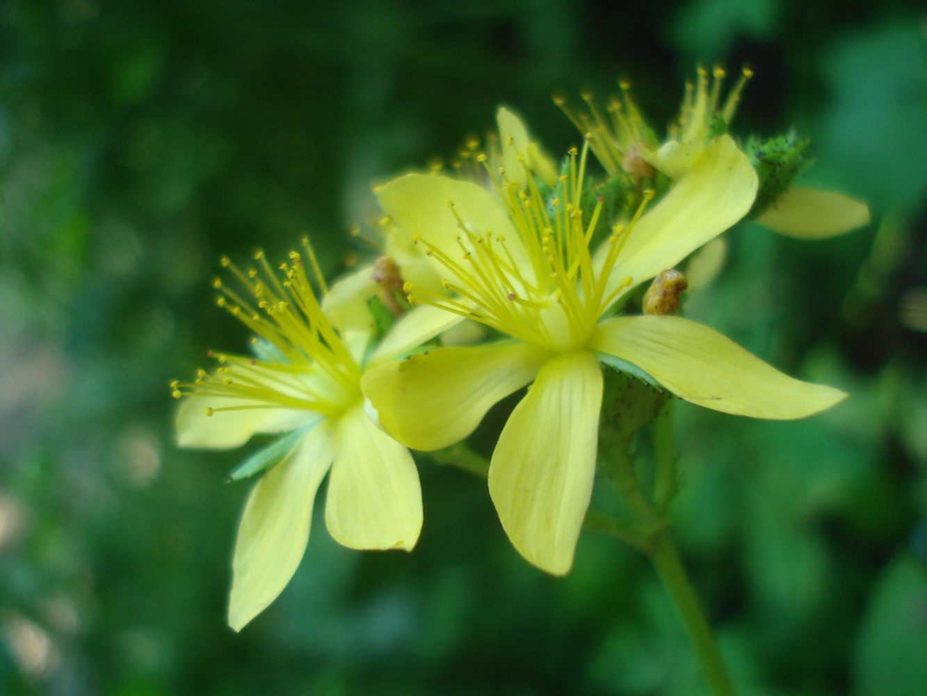 Изображение особи Hypericum montanum.