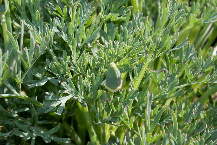 Image of Eschscholzia californica specimen.