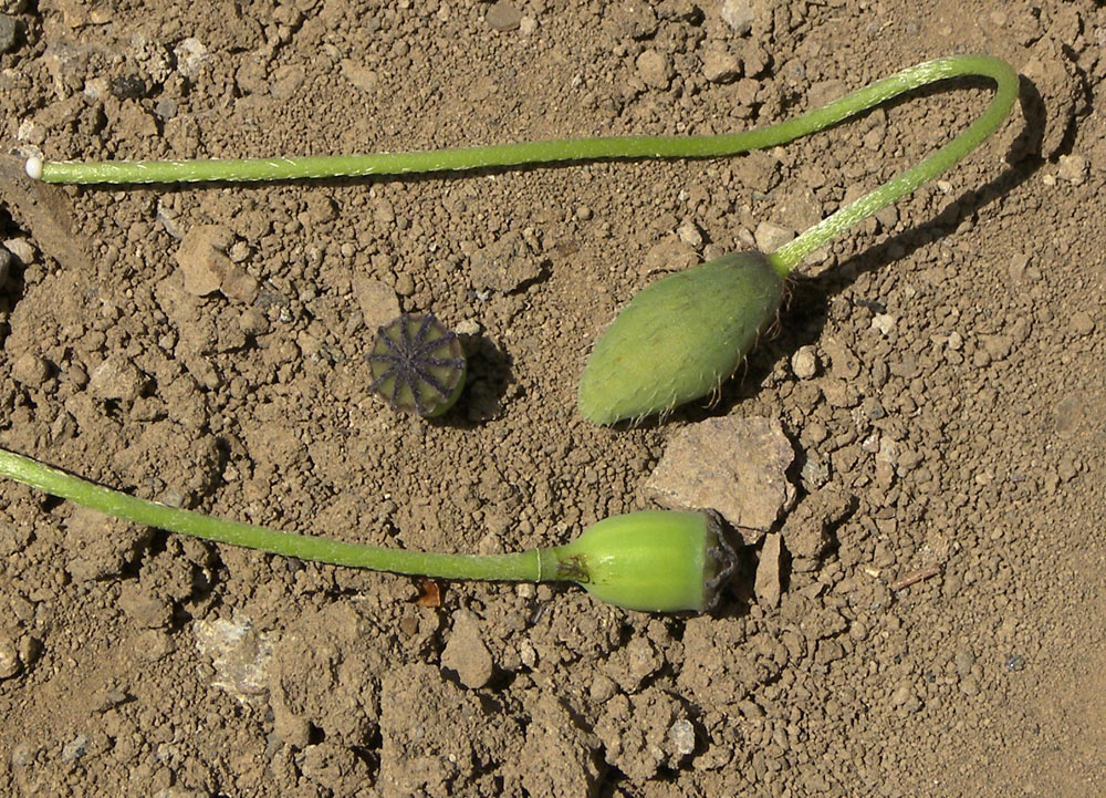 Изображение особи Papaver commutatum.