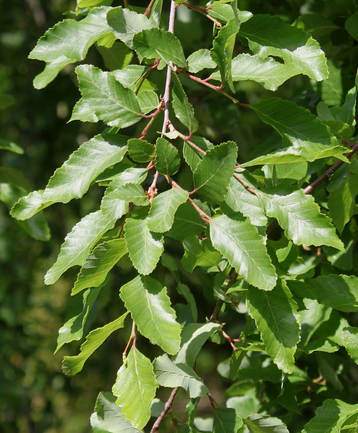 Изображение особи Nothofagus obliqua.