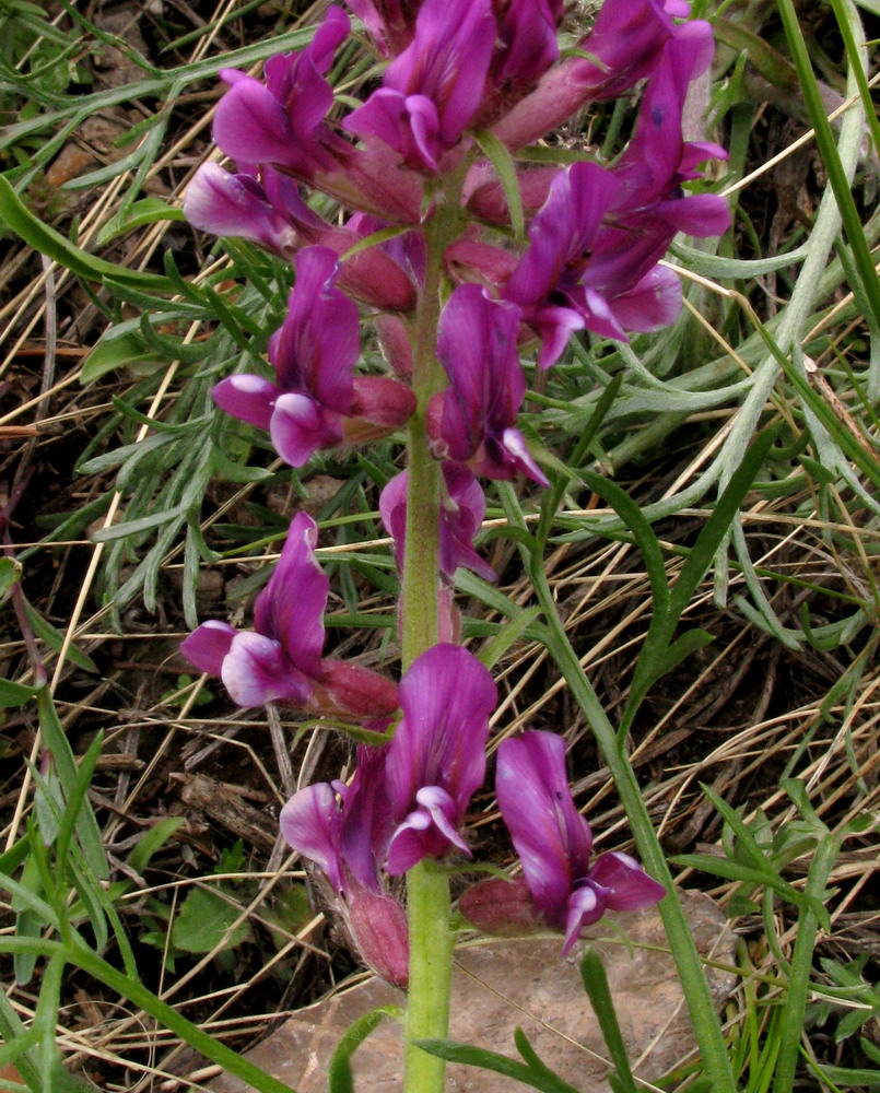 Изображение особи Oxytropis ammophila.