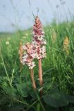 Orobanche alba