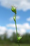 Carex disperma