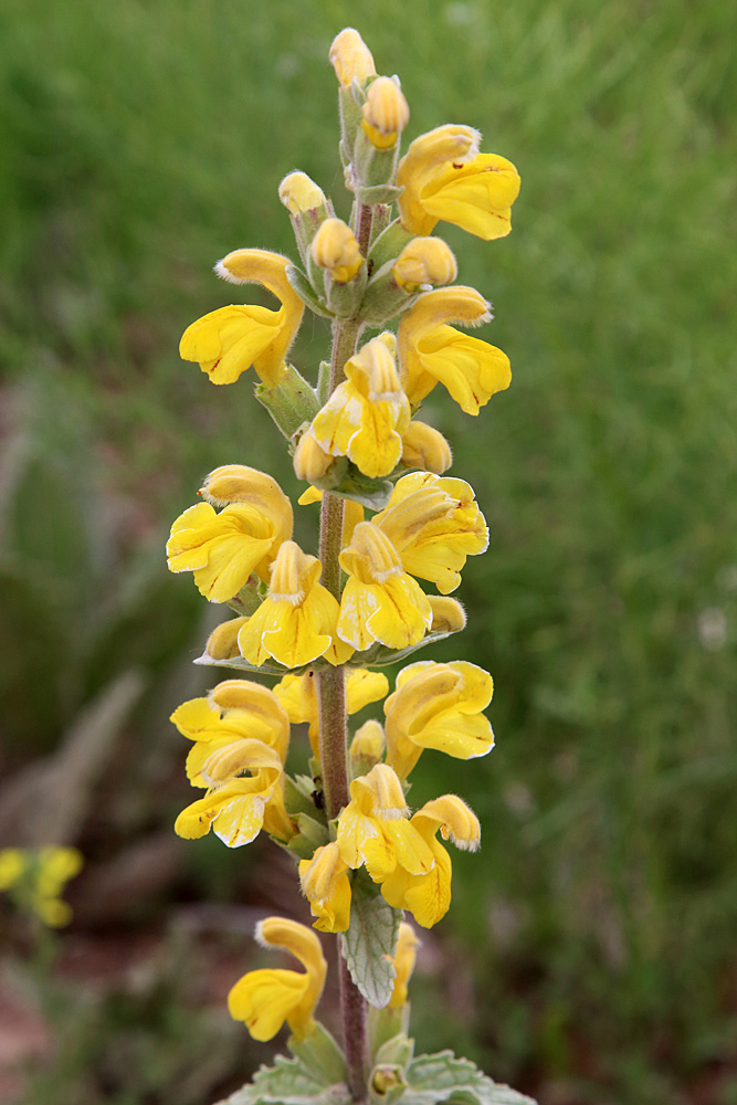 Изображение особи Phlomoides fulgens.